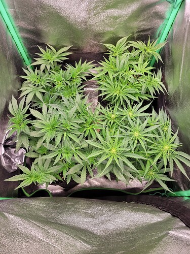 Growreport Bild 8