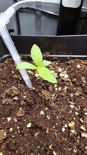 Growreport Bild 13