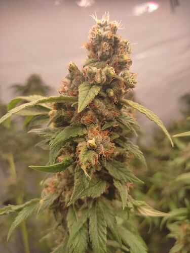 Growreport Bild 40