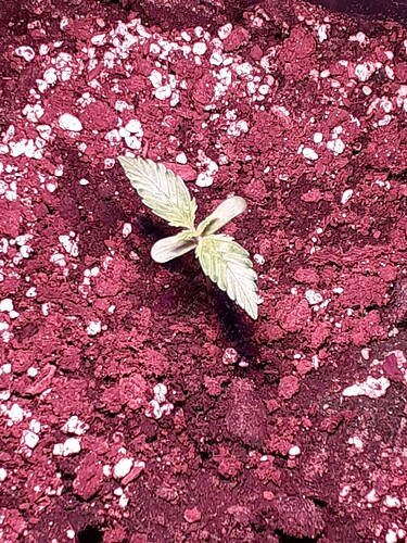 Growreport Bild 63