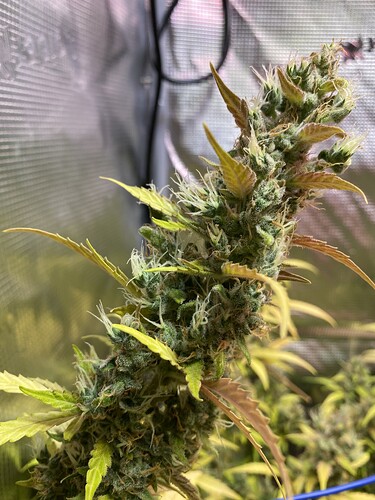 Growreport Bild 19