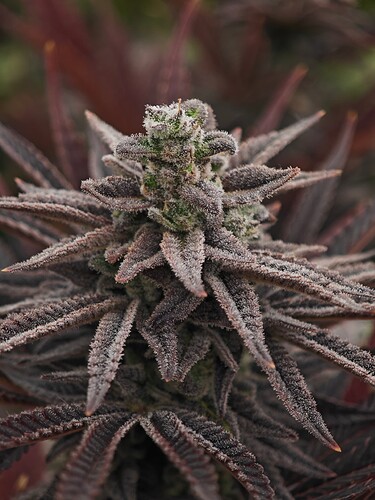 Growreport Bild 23