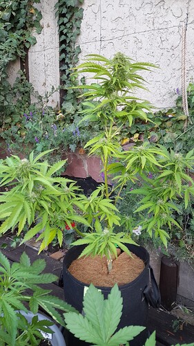 Growreport Bild 7