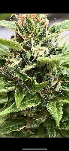 Growreport Bild 1
