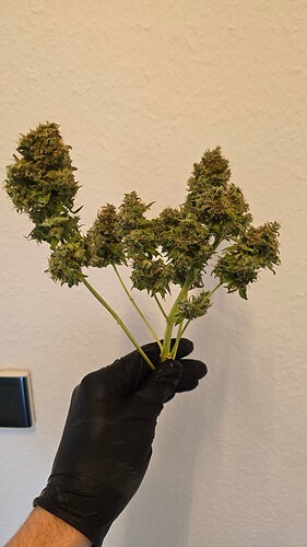 Growreport Bild 1
