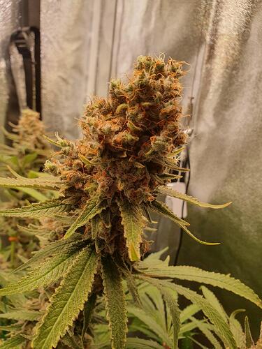 Growreport Bild 6
