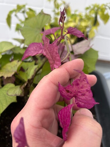 Growreport Bild 2