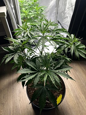 Growreport Bild 15