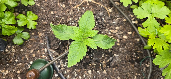 Growreport Bild 7