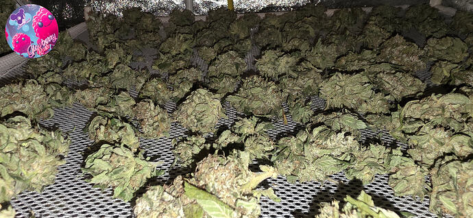 Growreport Bild 62