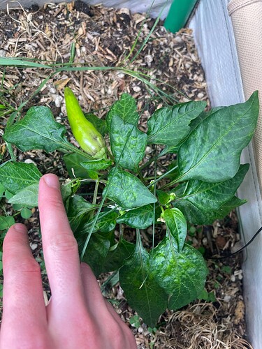 Growreport Bild 19