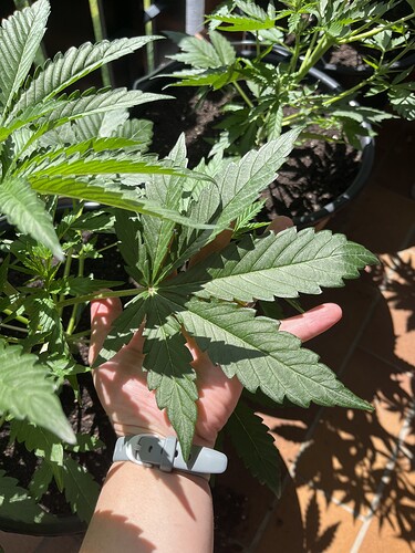Growreport Bild 5