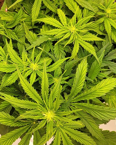 Screenshot_20240523_212158_Gallery