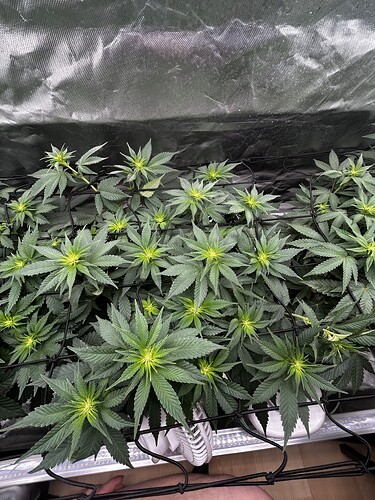 Growreport Bild 8