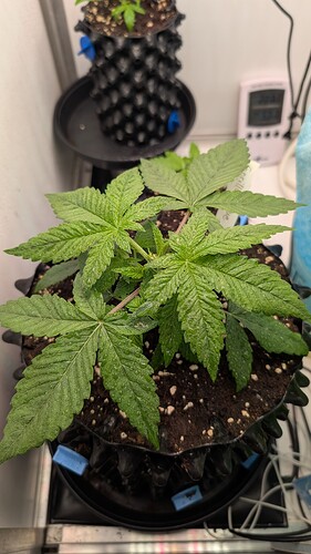 PXL_20250327_170600448.MP