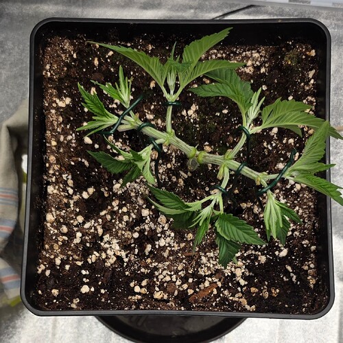 Growreport Bild 37