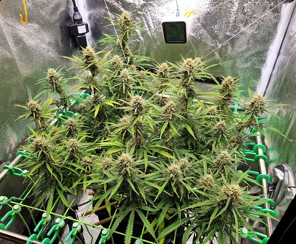 Growreport Bild 52