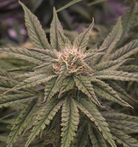 Growreport Bild 3