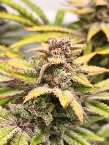 Growreport Bild 8