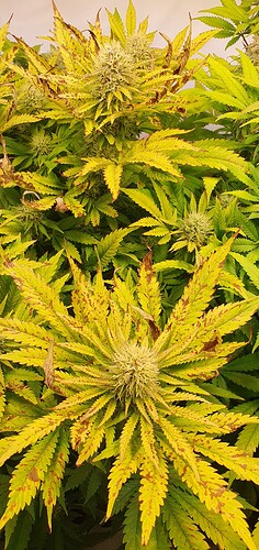 Growreport Bild 3