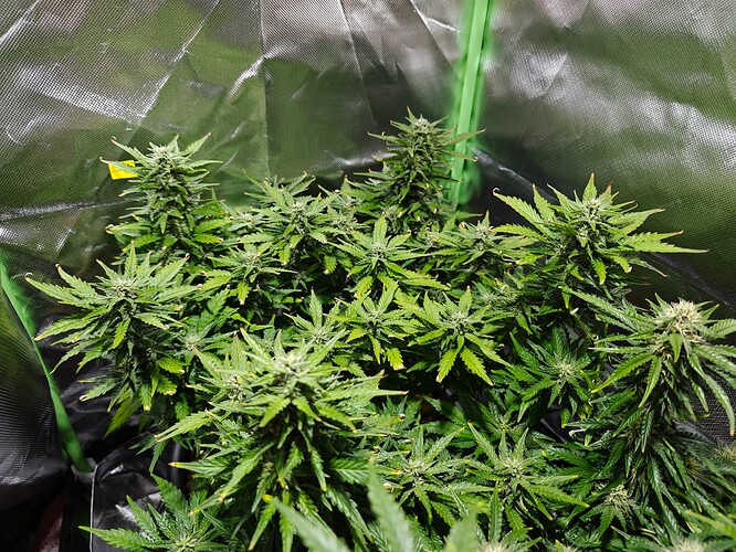 Growreport Bild 11