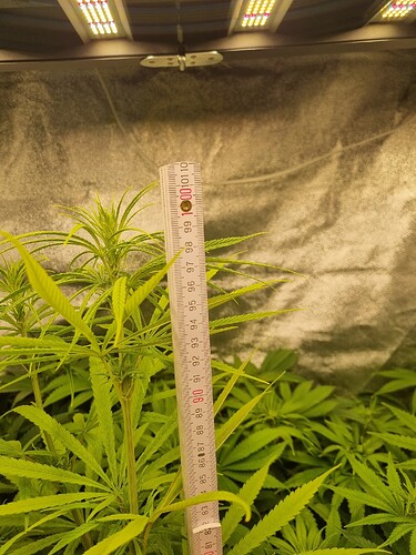 Eine Cannabis-Pflanze wird mit einem Maßband gemessen, das etwa 90 cm anzeigt. Die Pflanze befindet sich in der Wachstumsphase und wird unter einer LED-Pflanzenlampe in einem Zelt angebaut.