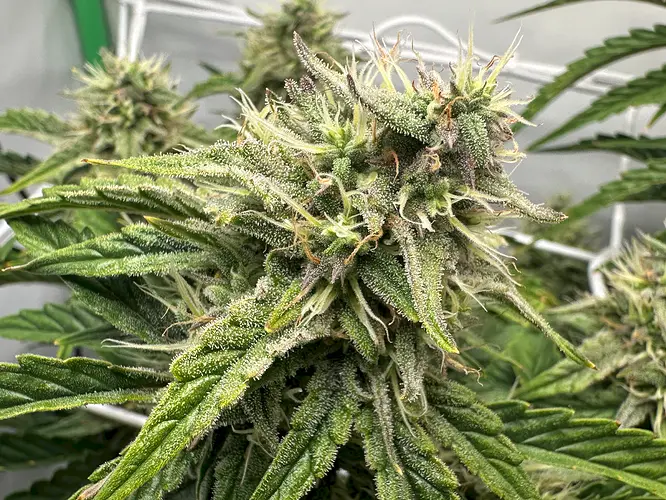 Growreport Bild 13