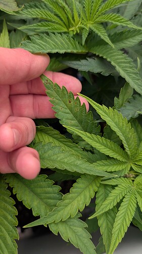 Growreport Bild 3