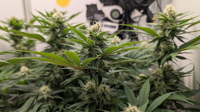 Growreport Bild 10