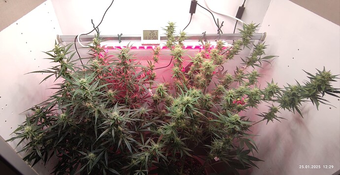 Growreport Bild 9