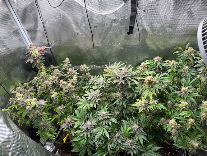 Growreport Bild 20