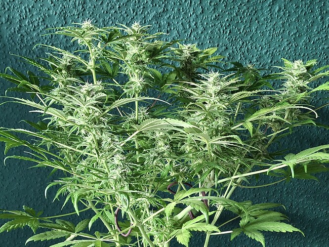 Growreport Bild 10