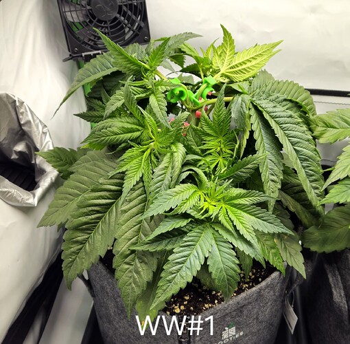 Growreport Bild 15