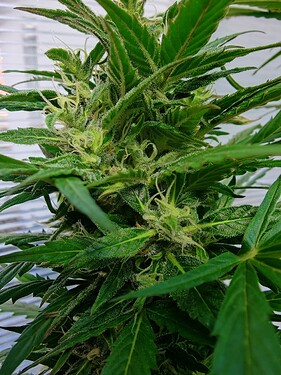 Growreport Bild 2