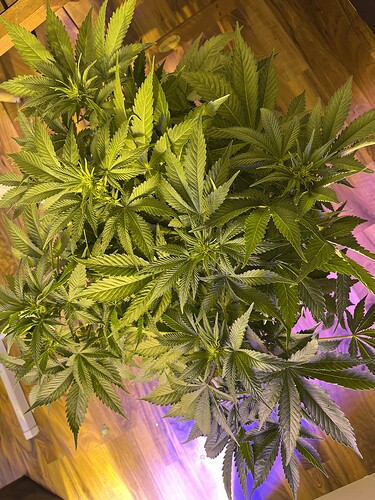 Growreport Bild 8