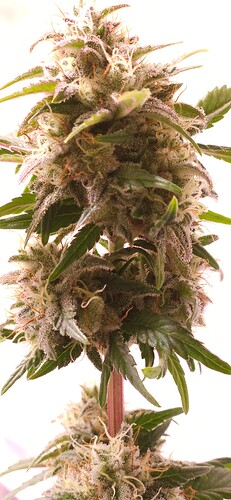 Growreport Bild 6