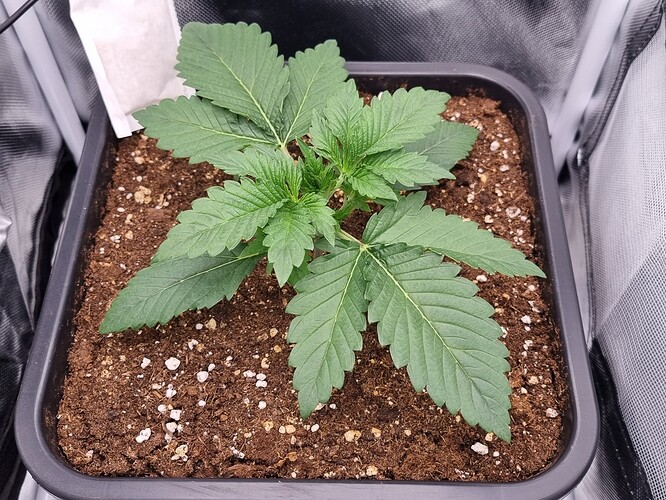Growreport Bild 12