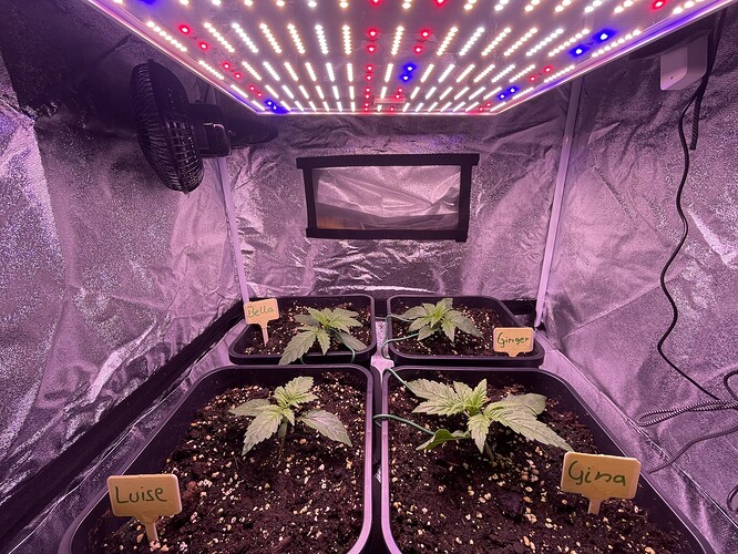 Growreport Bild 4