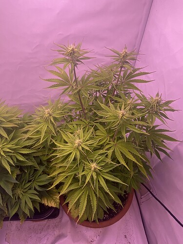 Growreport Bild 7