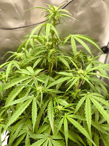 Growreport Bild 17