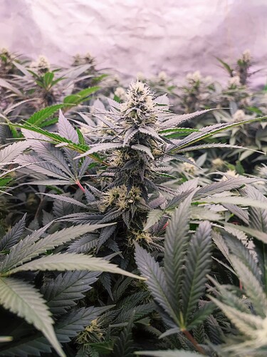 Growreport Bild 10