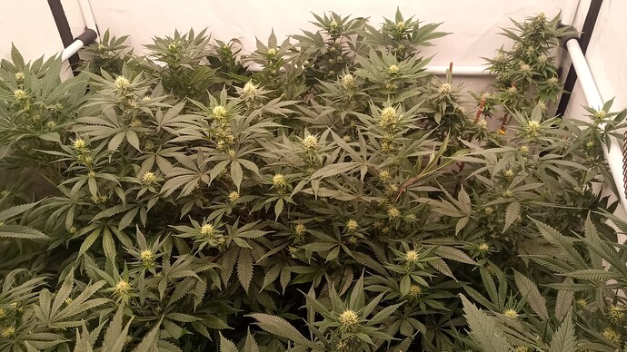 Growreport Bild 7