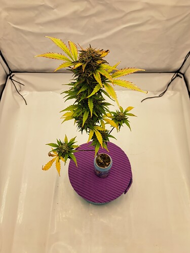 Growreport Bild 36