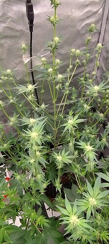 IMG_20250211_122612918_HDR