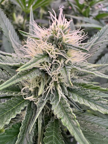 Growreport Bild 7