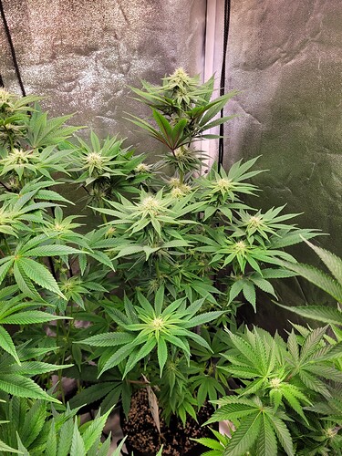Growreport Bild 6