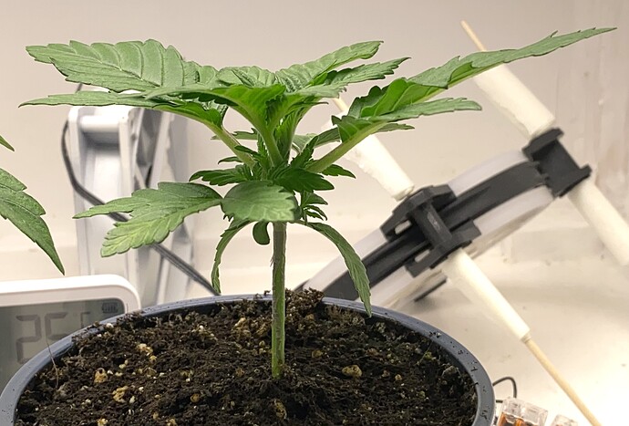Growreport Bild 15