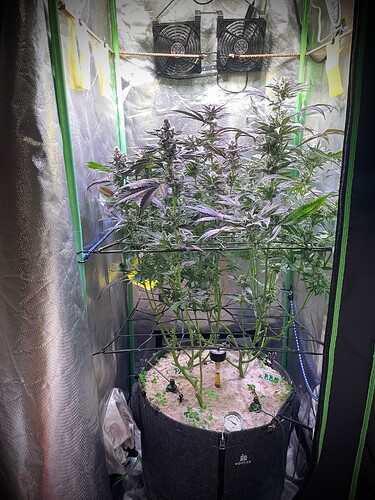 Growreport Bild 2