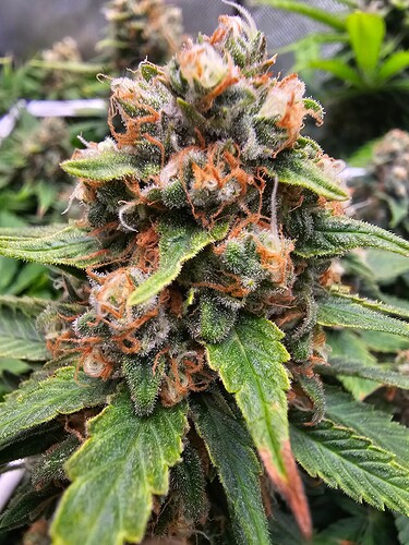 Growreport Bild 8