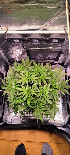 Growreport Bild 3